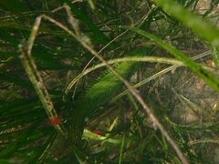 Heterostichus rostratus