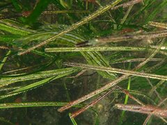 Heterostichus rostratus