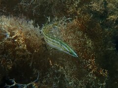 Heterostichus rostratus