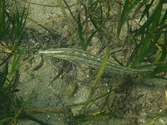 Heterostichus rostratus