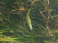 Heterostichus rostratus