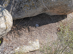 Crotalus stephensi