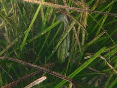 Heterostichus rostratus