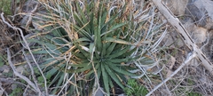Hechtia