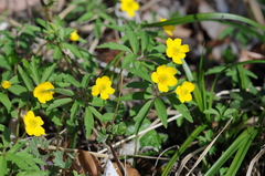 Anemonoides ranunculoides