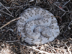 Crotalus stephensi