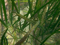 Heterostichus rostratus