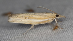 Fissicrambus quadrinotellus