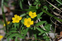 Anemonoides ranunculoides