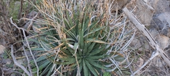 Hechtia