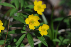 Anemonoides ranunculoides
