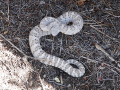 Crotalus stephensi