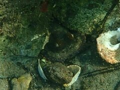 Octopus bimaculoides