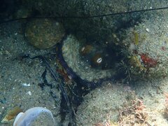 Octopus bimaculoides