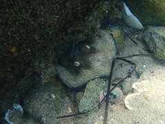 Octopus bimaculoides