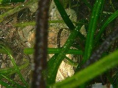 Octopus bimaculoides