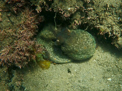 Octopus bimaculoides