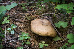 Caloboletus frustosus