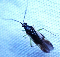 Plagiognathus obscurus