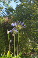 Agapanthus