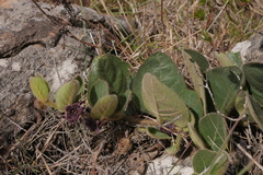 Gonolobinae