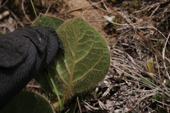 Gonolobinae