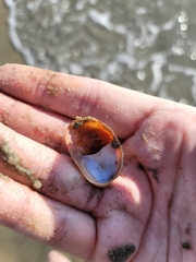 Crepidula onyx