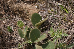 Gonolobinae