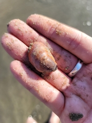 Crepidula onyx