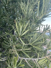 Forchhammeria watsonii