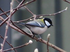 Parus minor