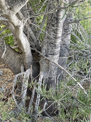 Forchhammeria watsonii