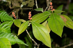 Miconia nervosa
