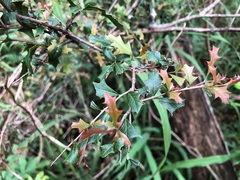 Alectryon diversifolius