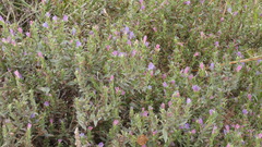 Echium rosulatum