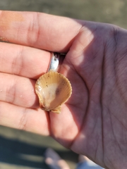 Argopecten ventricosus