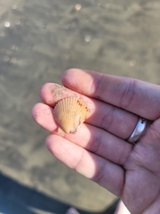 Argopecten ventricosus