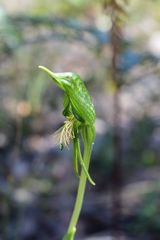 Pterostylis unicornis