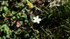 Eremogone fendleri