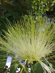 Albizia lebbeck