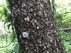 Ehretia saligna membranifolia