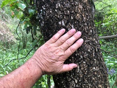 Ehretia saligna membranifolia