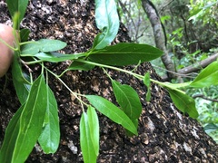 Ehretia saligna membranifolia