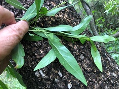 Ehretia saligna membranifolia