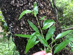 Ehretia saligna membranifolia