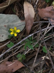 Ranunculus plebeius