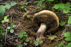 Caloboletus frustosus