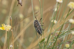 Julodis fidelissima