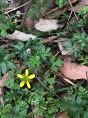 Ranunculus plebeius