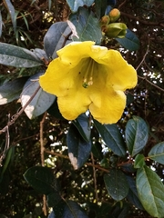 Schultesianthus coriaceus
